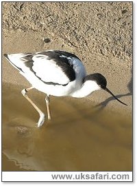 Avocet - Photo � Copyright 2005 Charmain Hall
