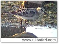 Photo � Copyright 2005 Steve Botham: s.botham@ntlworld.com