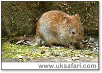 Bank Vole - Photo � Copyright 2003 Gary Bradley
