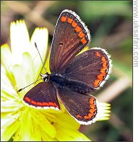 Brown Argus - Photo � Copyright 2006 Dean Eades