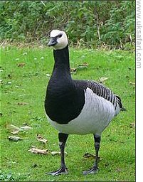 Barnacle Goose - Photo � Copyright 2007 Jo Hobart