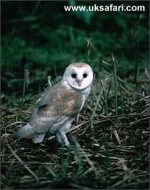 Young Barn Owl - Photo � Copyright 2003 Martin Bailey