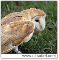 Barn Owl - Photo � Copyright 2006 Dean Eades