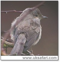 Barred Warbler - Photo � Copyright 2004 Steve Botham