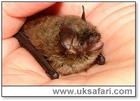 Brandt's Bat - Photo � Copyright 2002 Gary Bradley