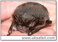 Daubenton's Bat - Photo � Copyright 2002 Gary Bradley