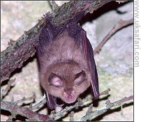 Lesser Horseshoe Bat - Photo � Copyright 2007 Janice Whittington
