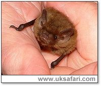 Soprano Pipistrelle Bat - Photo � Copyright 2002 Gary Bradley