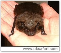 Serotine Bat - Photo � Copyright 2002 Gary Bradley