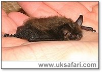 Whiskered Bat - Photo � Copyright 2002 Gary Bradley