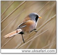 Bearded Reedling - Photo � Copyright 2006 Dean Eades