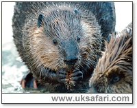 Beavers - Photo � Copyright 1983 Gary Bradley
