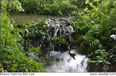 Beaver Dam - Photo � Copyright 2008 Ben Lee
