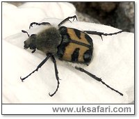 Bee Beetle - Photo � Copyright 2005 Nigel Scott