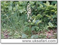 Butterfly Orchid - Photo � Copyright 2001 Gary Bradley