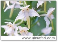 Butterfly Orchid Close Up - Photo � Copyright 2001 Gary Bradley