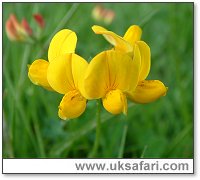 Bird's-Foot Trefoil - Photo � Copyright 2004 Gary Bradley