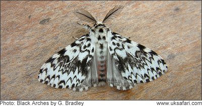 Black Arches Moth - Photo � Copyright 2008 G. Bradley