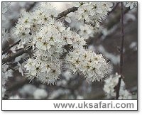 Blackthorn in Flower - Photo � Copyright 2002 Gary Bradley