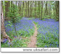 A Bluebell Woodland - Photo � Copyright 2003 Gary Bradley