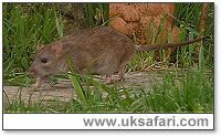 Brown Rat - Photo � Copyright 2004 Vincent Timothy