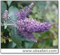 Buddleia Bush - Photo � Copyright 2003 Gary Bradley