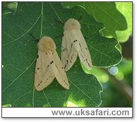 Buff Ermines - Photo � Copyright 2005 Alison Dark