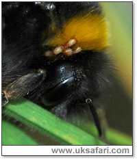 Bumble bee mites - Photo � Copyright 2005 Elizabeth Close