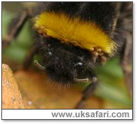Bumble bee mites - Photo � Copyright 2005 Elizabeth Close