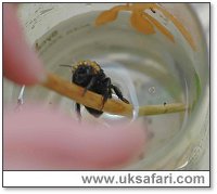 Immersing the Bee - Photo � Copyright 2005 Elizabeth Close