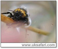 Mites leaving bee - Photo � Copyright 2005 Elizabeth Close