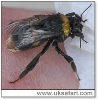 Drying the bee off - Photo � Copyright 2005 Elizabeth Close