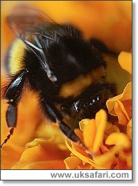 Bumble Bee - Photo � Copyright 2001 Gary Bradley