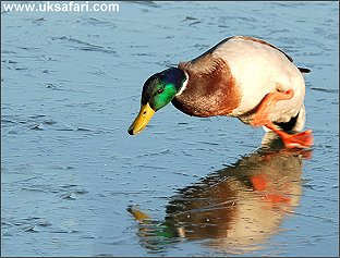 Photo � Copyright 2005 Bob Ball