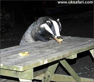 Badger Photo � Copyright 2006 Carole Mason