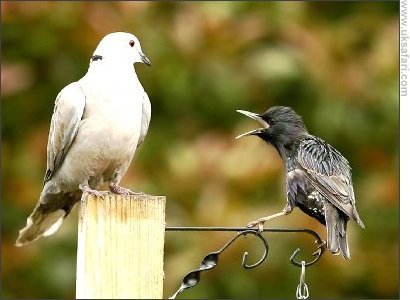 Photo � Copyright 2008 Bev Barker