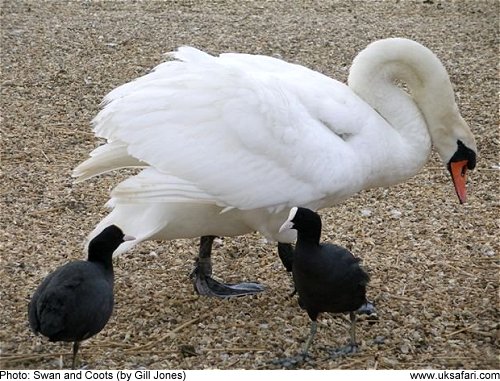 Caption Photo � Copyright 2010 Gill Jones