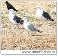 Caspian Gull - Photo � Copyright 2005 Steve Botham: s.botham@ntlworld.com