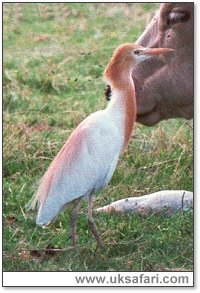 Cattle Egret - Photo � Copyright 2000 Gary Bradley