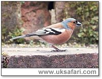 Chaffinch - Photo � Copyright 2003 Gary Bradley