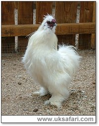 Chicken -  Photo � Copyright 2005 Gary Bradley