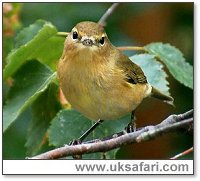 Chiff Chaff - Photo � Copyright 2002 Margaret Barton