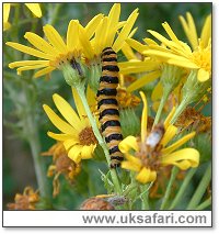 Cinnabar Moth Caterpillar - Photo � Copyright 2004 Gary Bradley