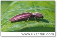 Click Beetle - Photo � Copyright 2001 Gary Bradley