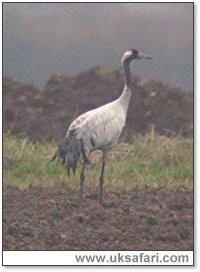 Common Crane - Photo � Copyright 2004 Steve Botham