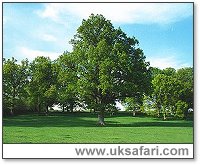 Common Oak Tree - Photo � Copyright 2003 Gary Bradley