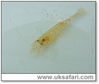 Common Shrimp - Photo � Copyright 2003 Gary Bradley