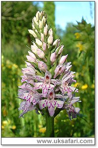 Common Spotted Orchid - Photo � Copyright 2003 Gary Bradley
