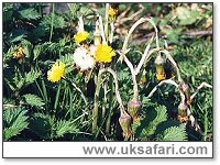 Colt's-foot - Photo � Copyright 2000 Gary Bradley