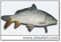 Common Carp - Photo � Copyright 2004 Sue North